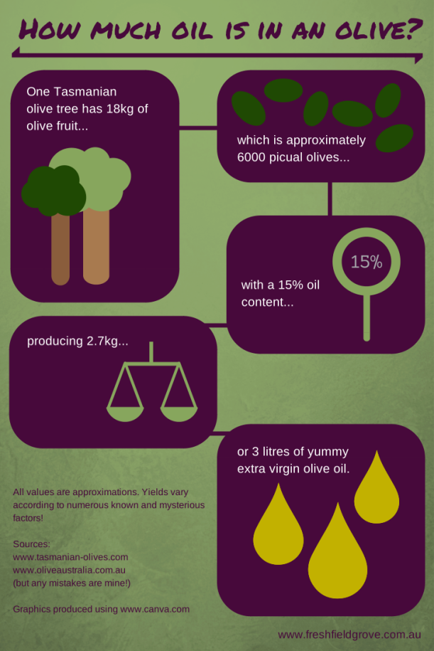 Infographic - How much extra virgin olive oil do you get from a Tasmanian picual olive tree?